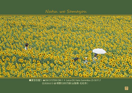 夏を彷徨う(望遠端)