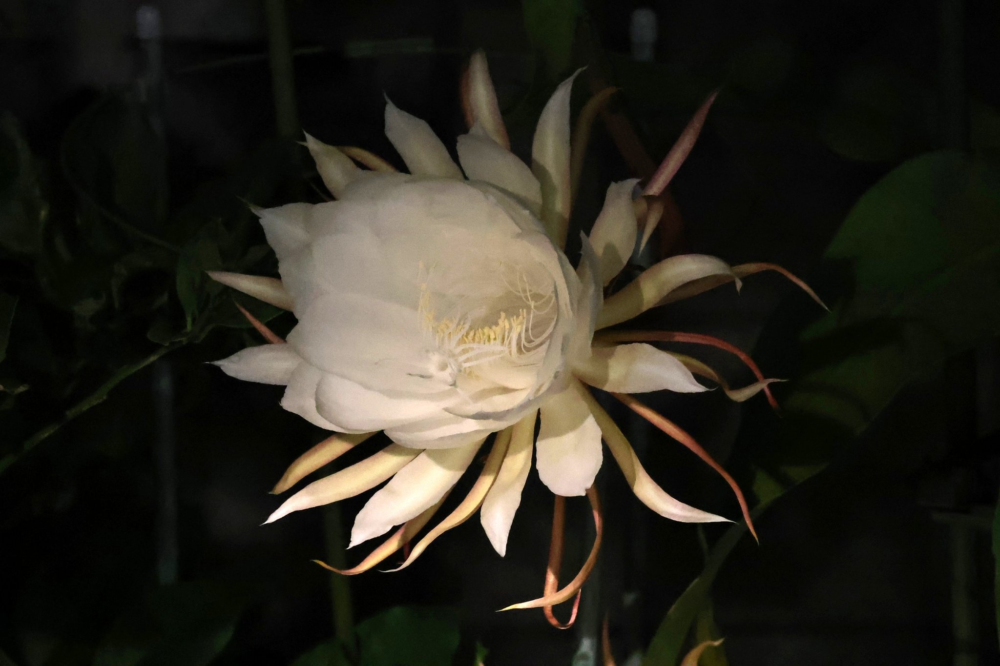 月下美人 開花完了