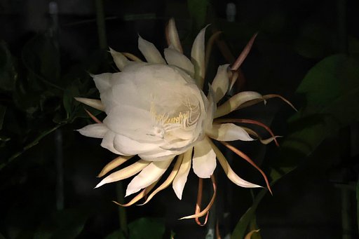月下美人 開花完了