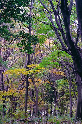 市民の森の風景