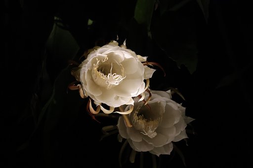 月下美人 開花し始め