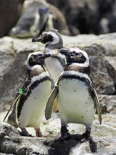 ペンギン♡