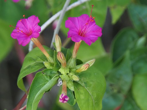 路傍の花