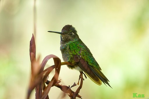 Costa Rica 48