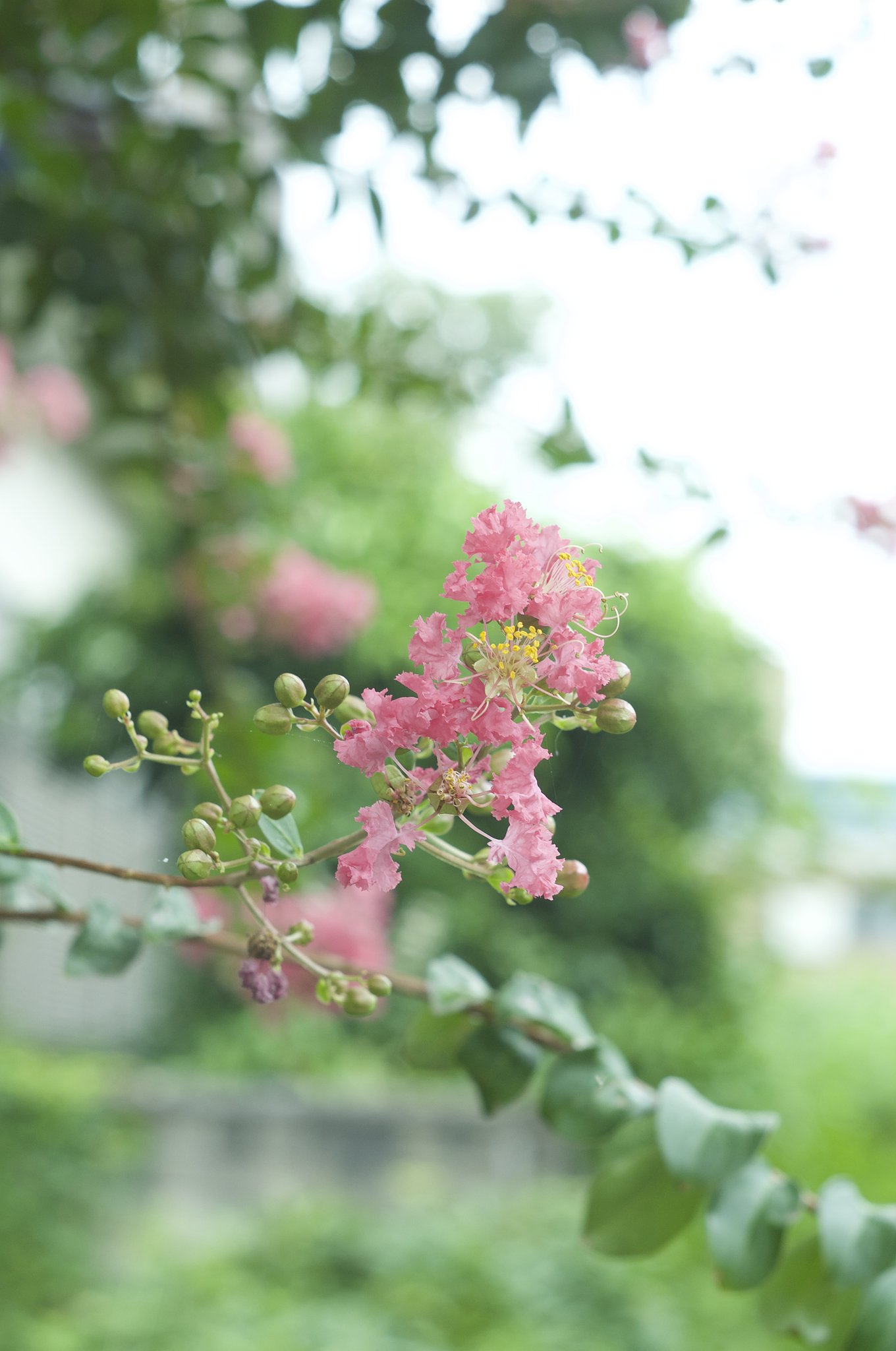 百日紅
