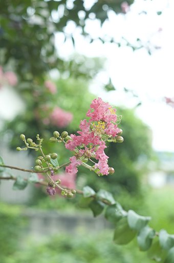 百日紅