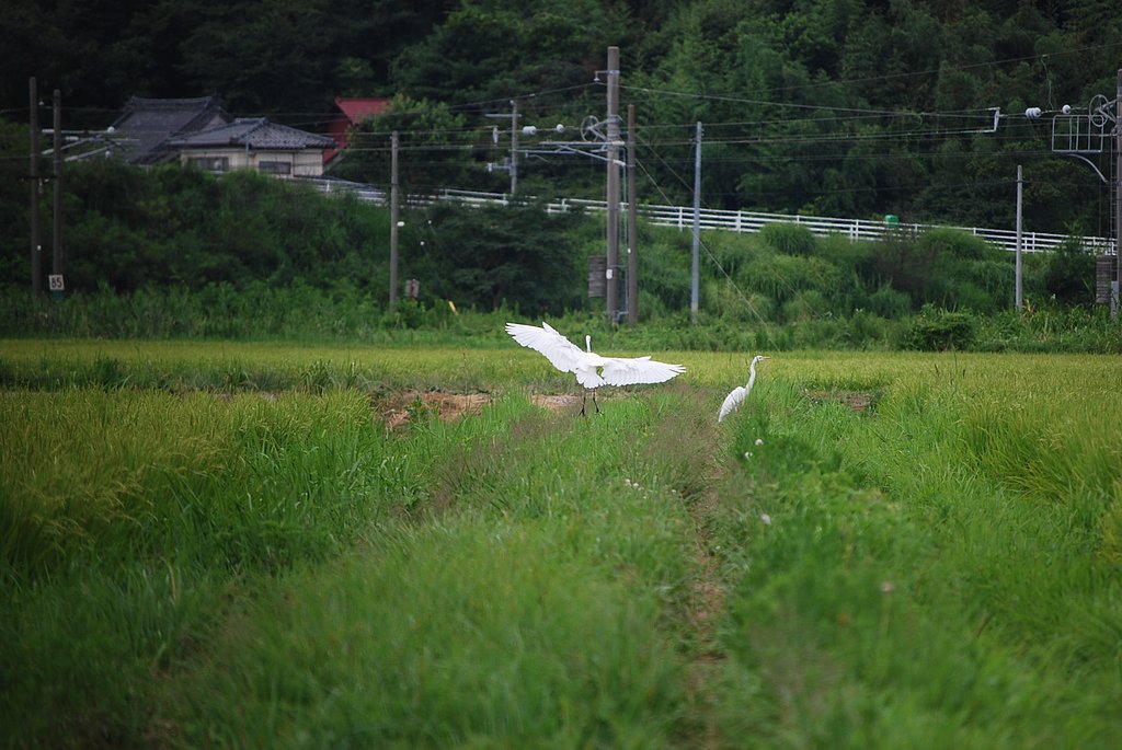 白鷺