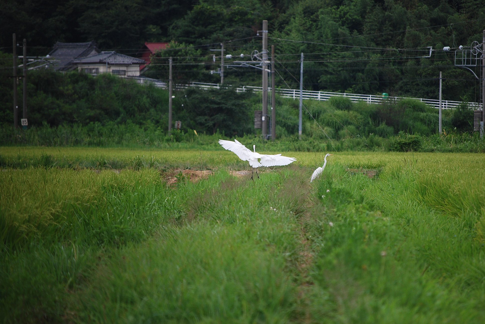 白鷺