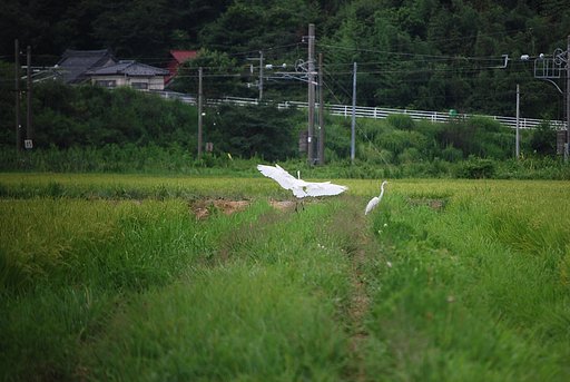 白鷺