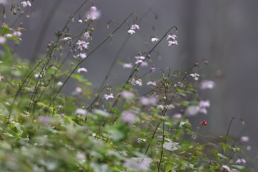 霧にけむる群生地