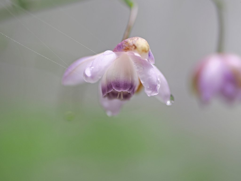 ガラスの花