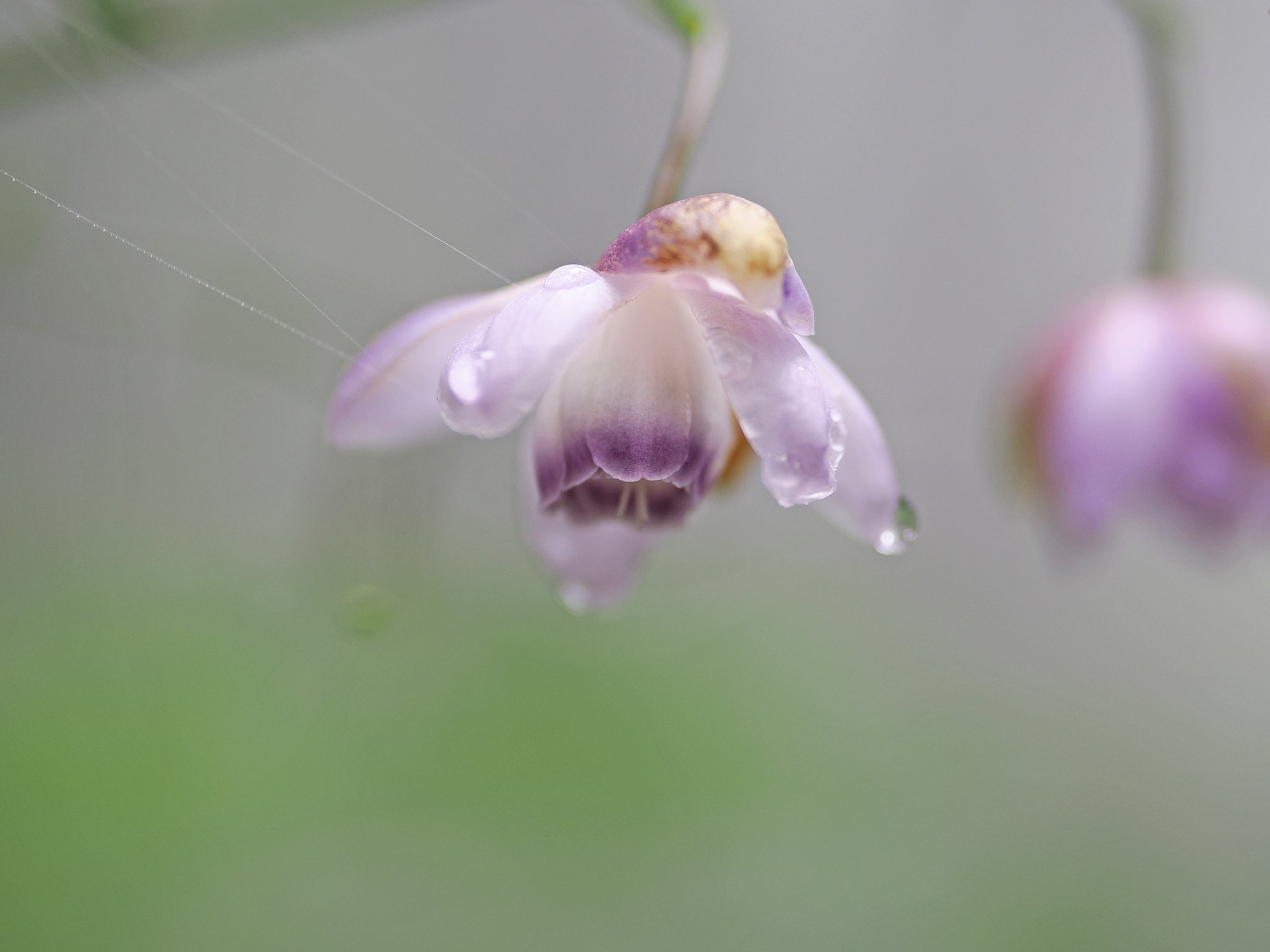 ガラスの花