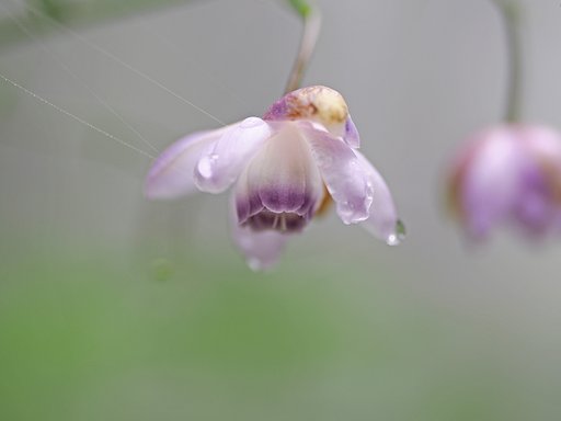 ガラスの花