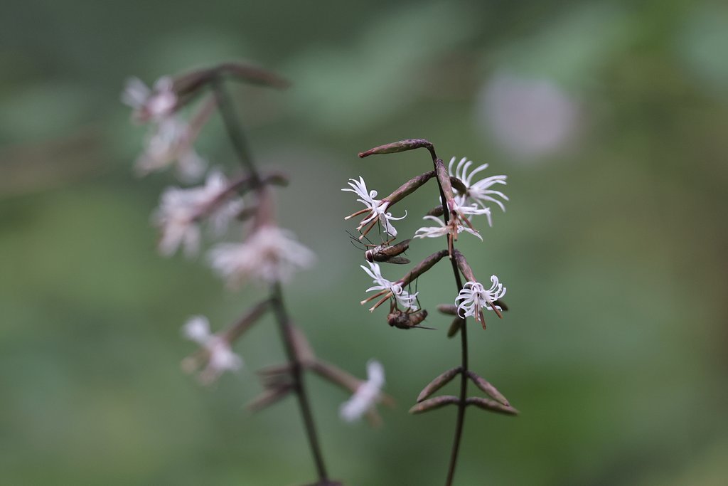 螺旋の花に吊りアブの仲間