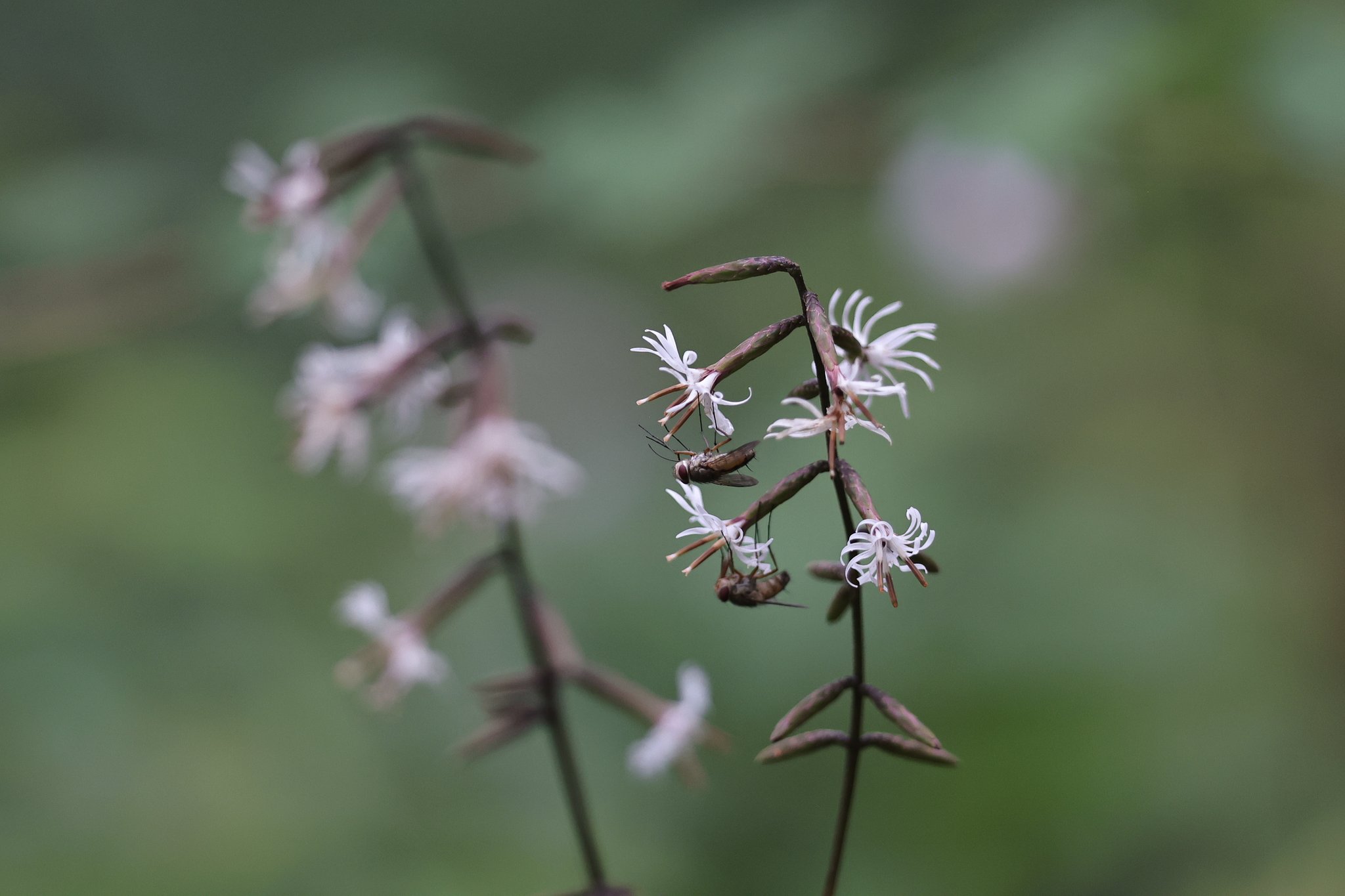 螺旋の花に吊りアブの仲間