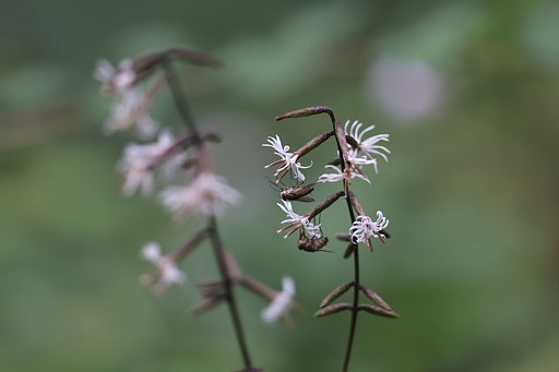 螺旋の花に吊りアブの仲間