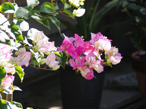 鉢植えのブーゲンビリア