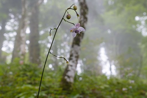 霧の斜面の妖精