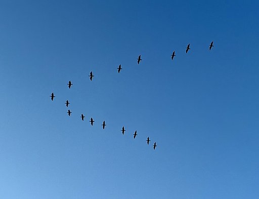 カワウ