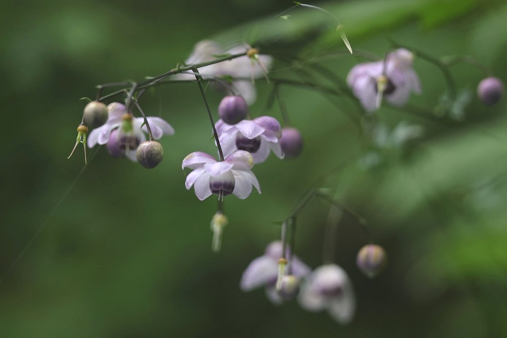 まん丸家族：蓮華升麻