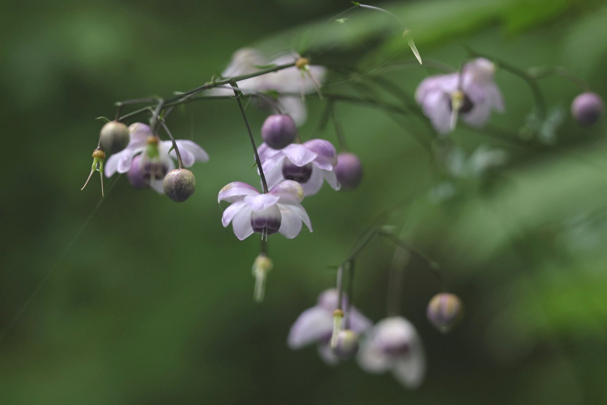 まん丸家族：蓮華升麻