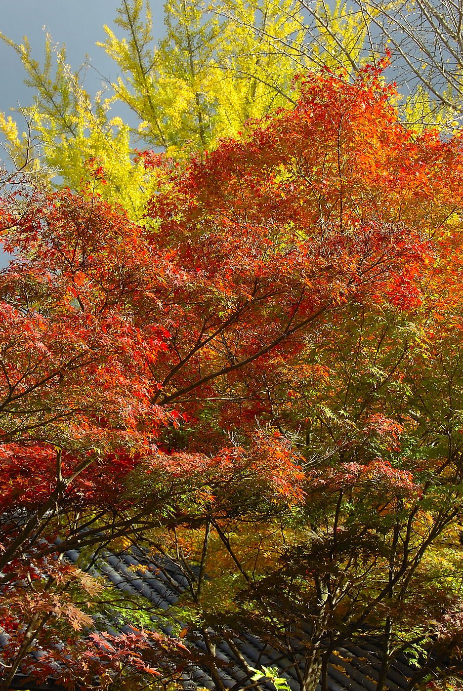 音無の紅葉