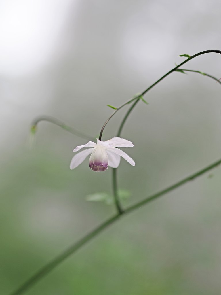 行きつ、戻りつ。
