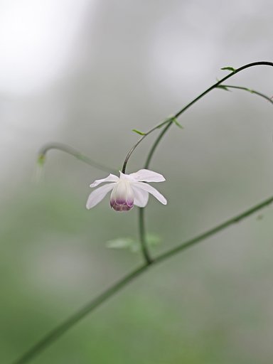 行きつ、戻りつ。