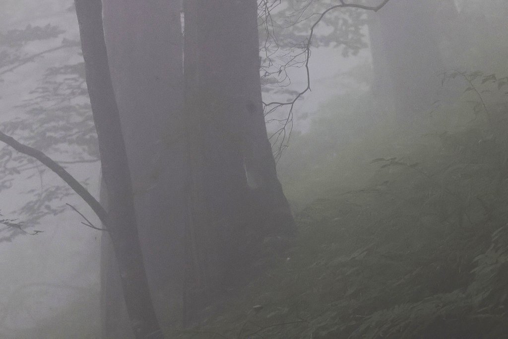 霧に煙る森