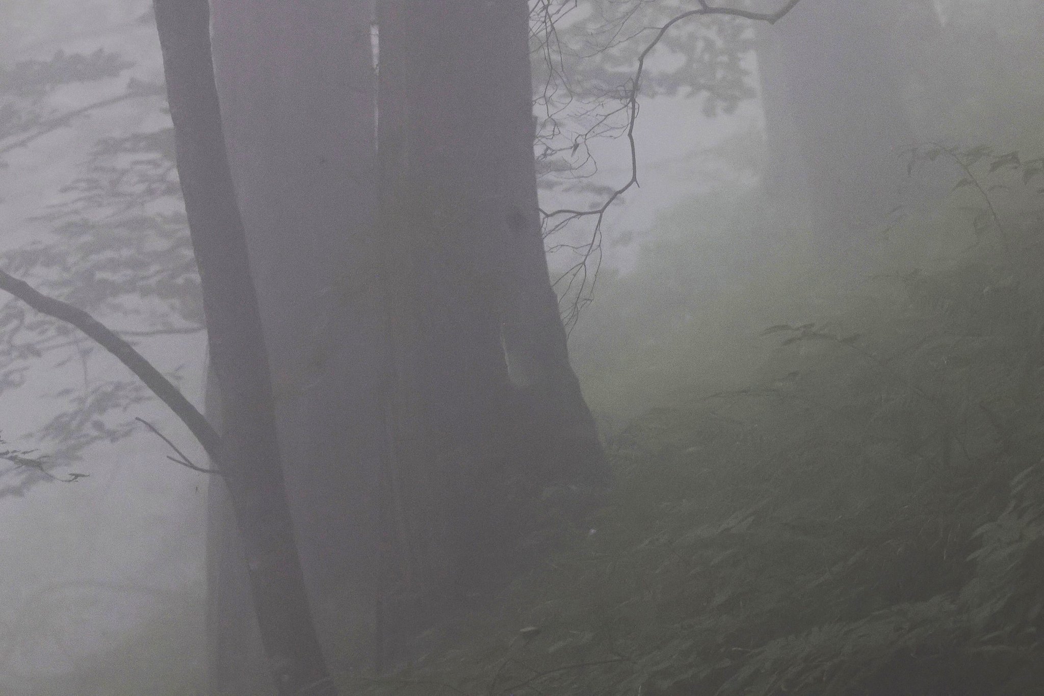 霧に煙る森