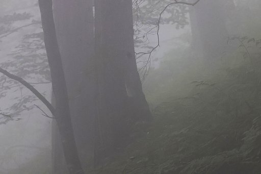 霧に煙る森