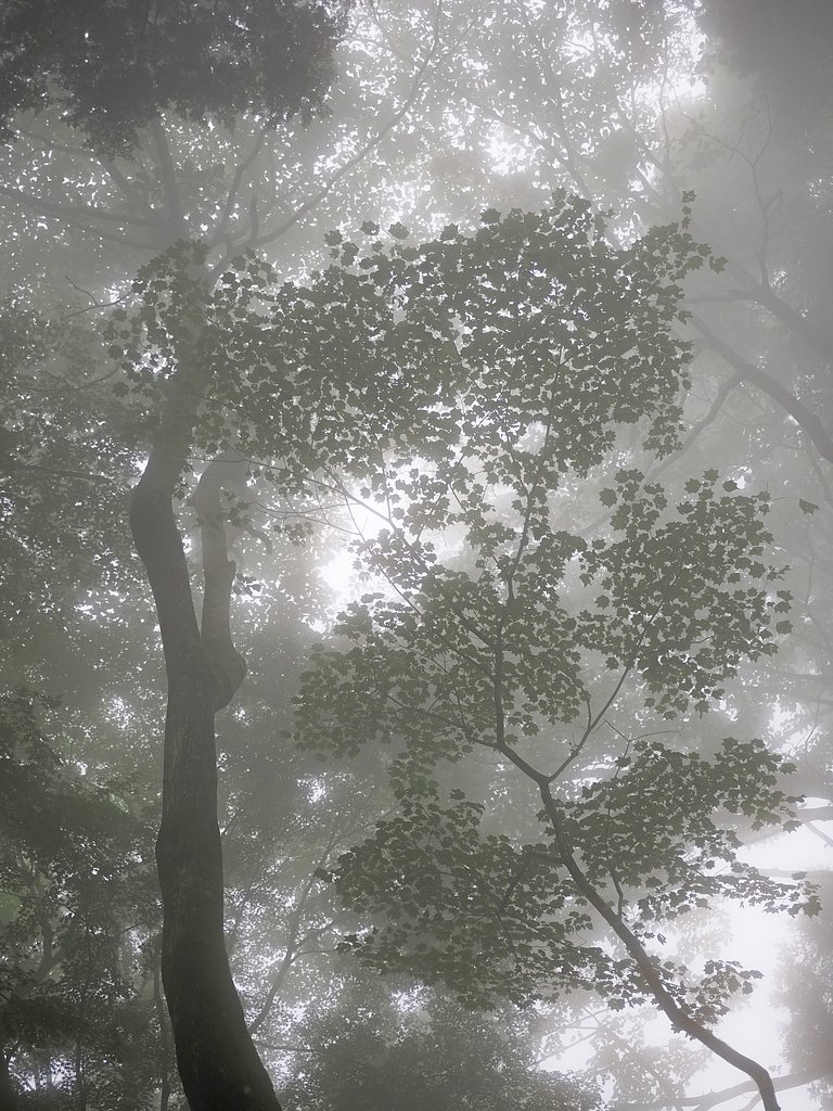 霧絵(きりえ)