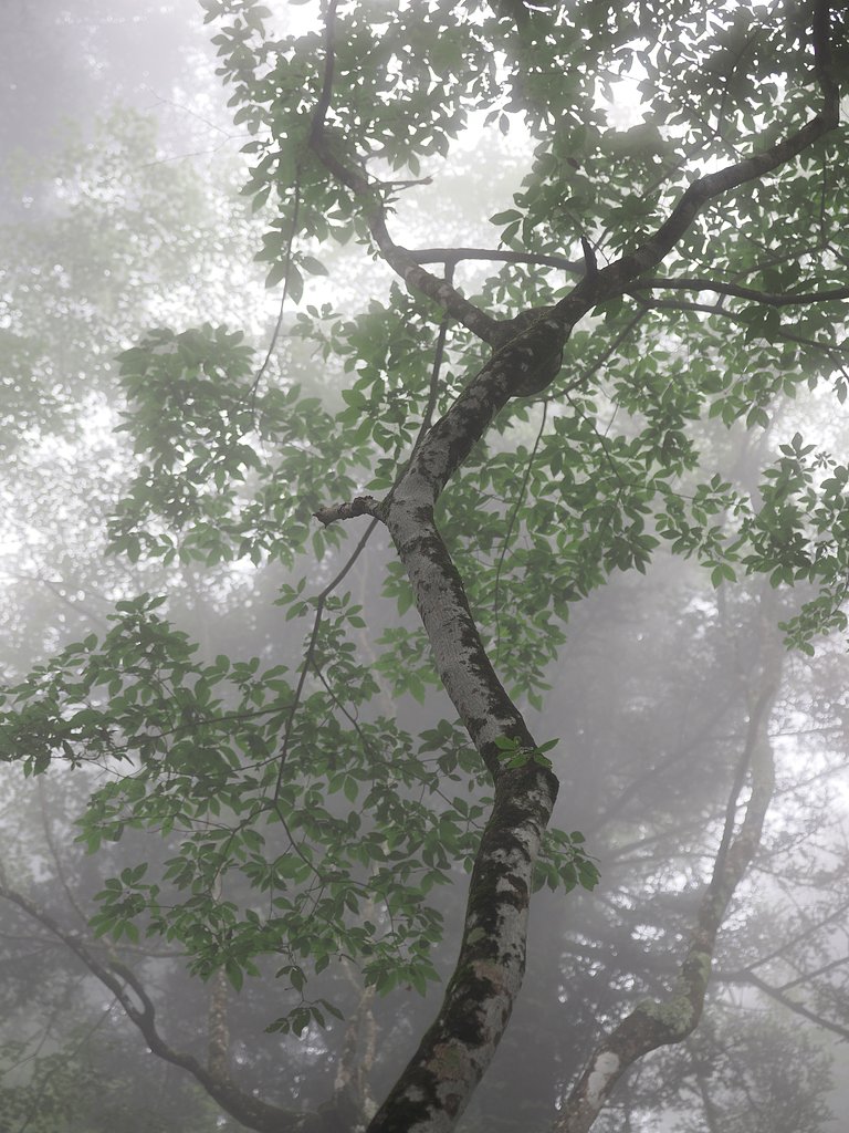 霧絵(きりえ)