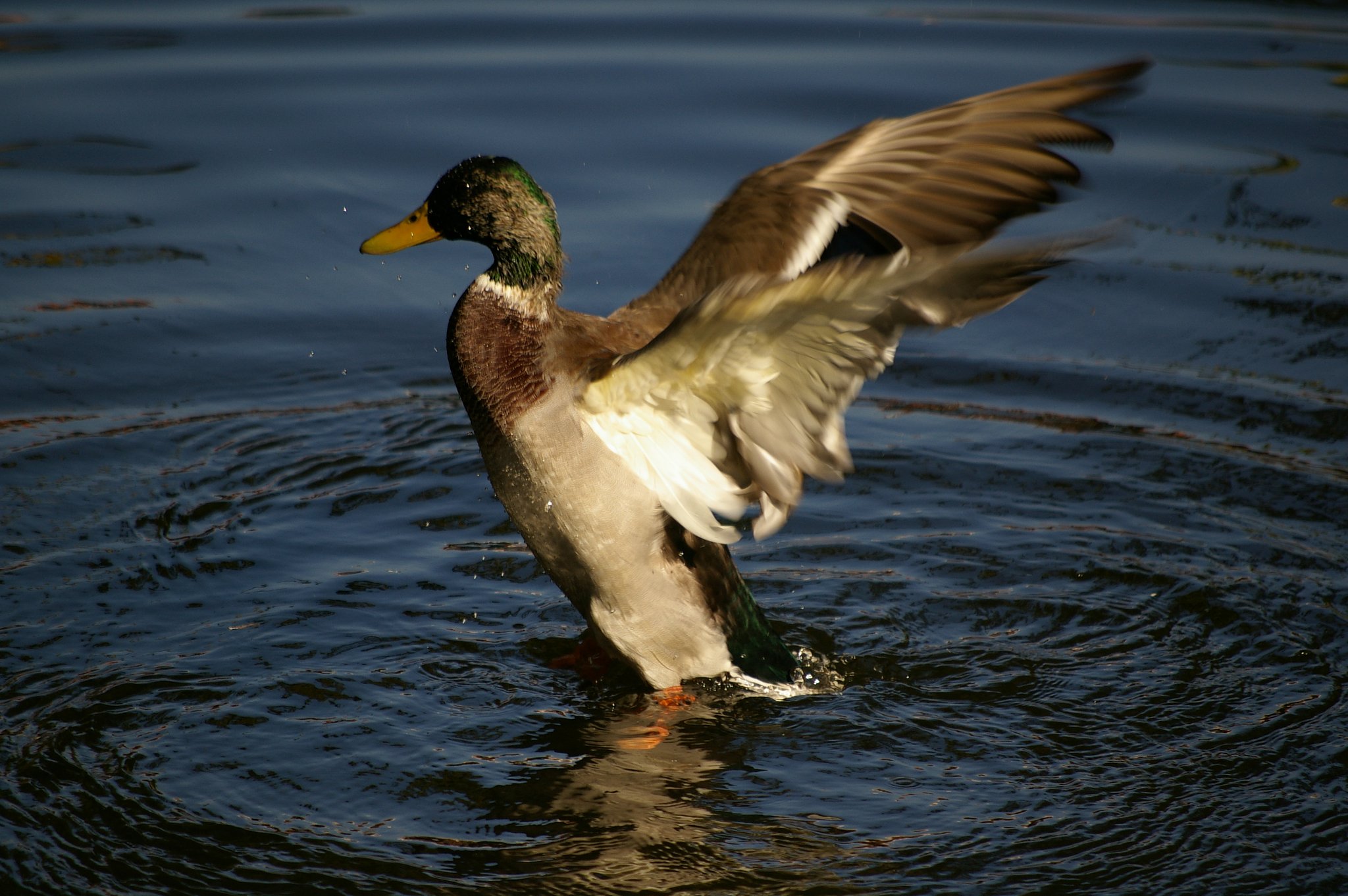 Duck