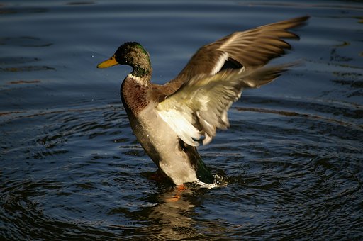 Duck