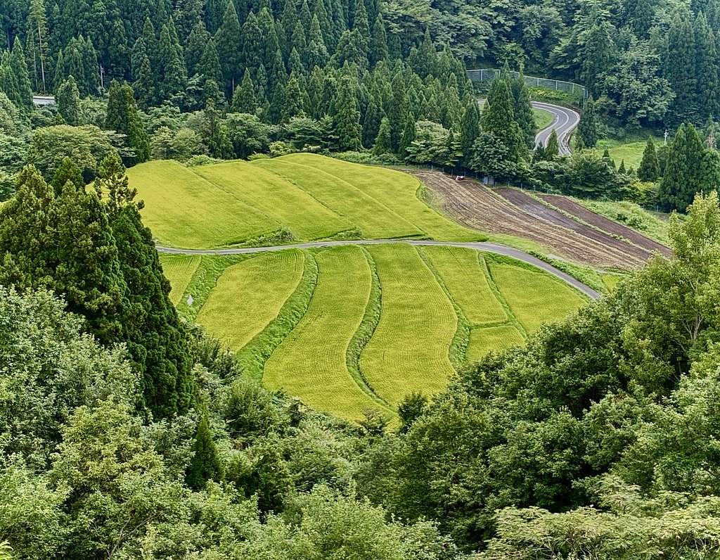 棚田