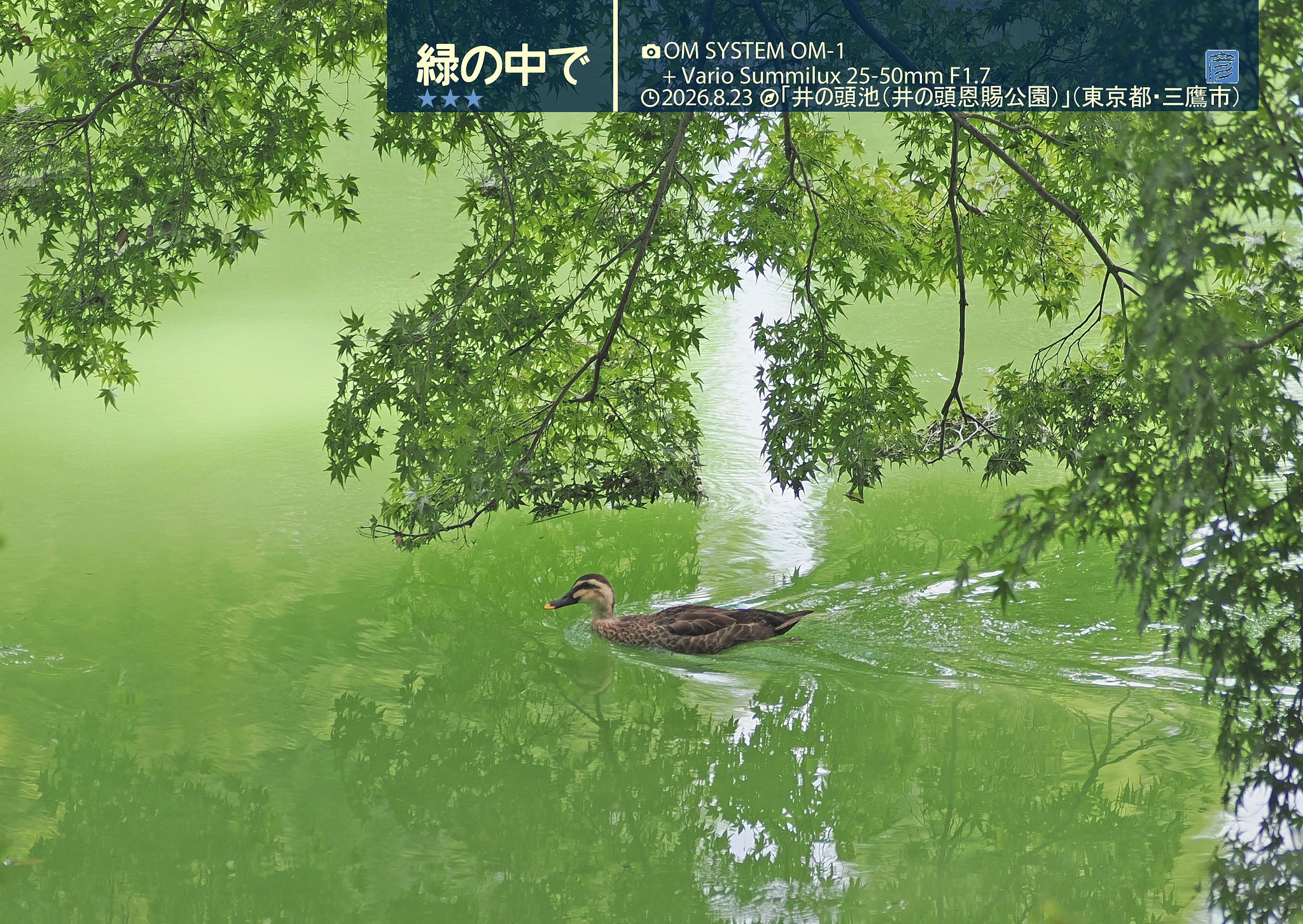 緑の中で〜トリミング版〜