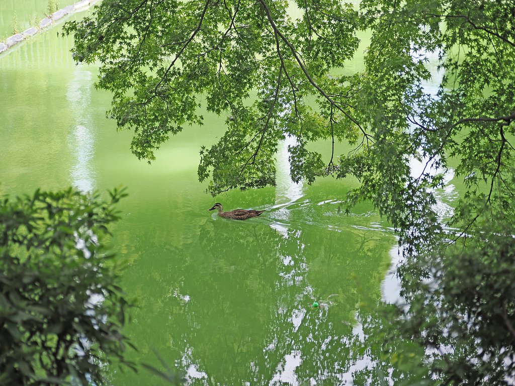 緑の中で