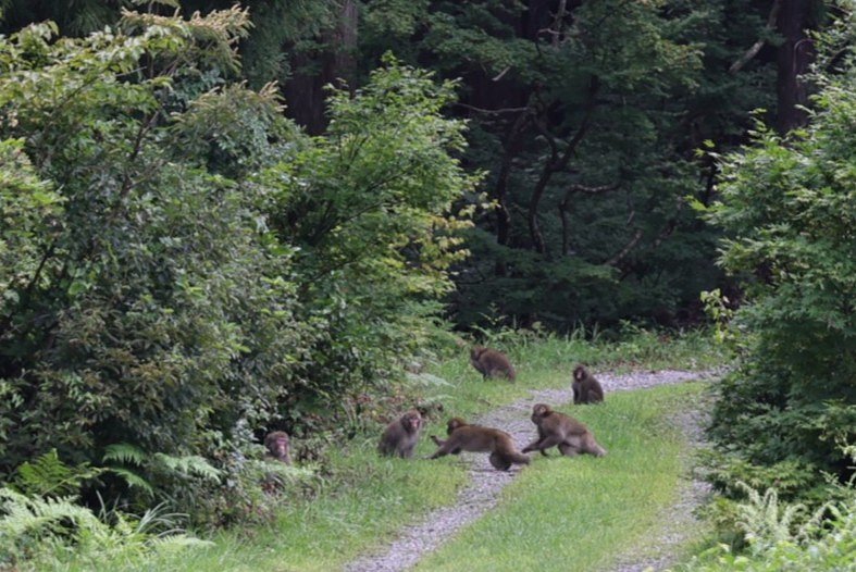 越後の山奥にて（その２）元気なサルの家族