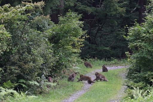 越後の山奥にて（その２）元気なサルの家族