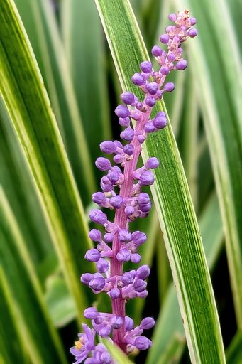 ヤブラン