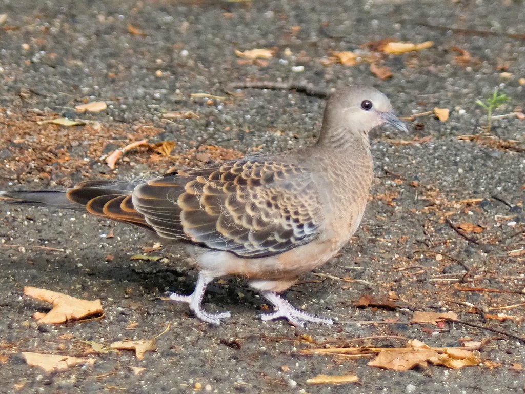 散歩中の公園で