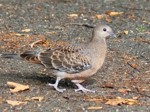 散歩中の公園で