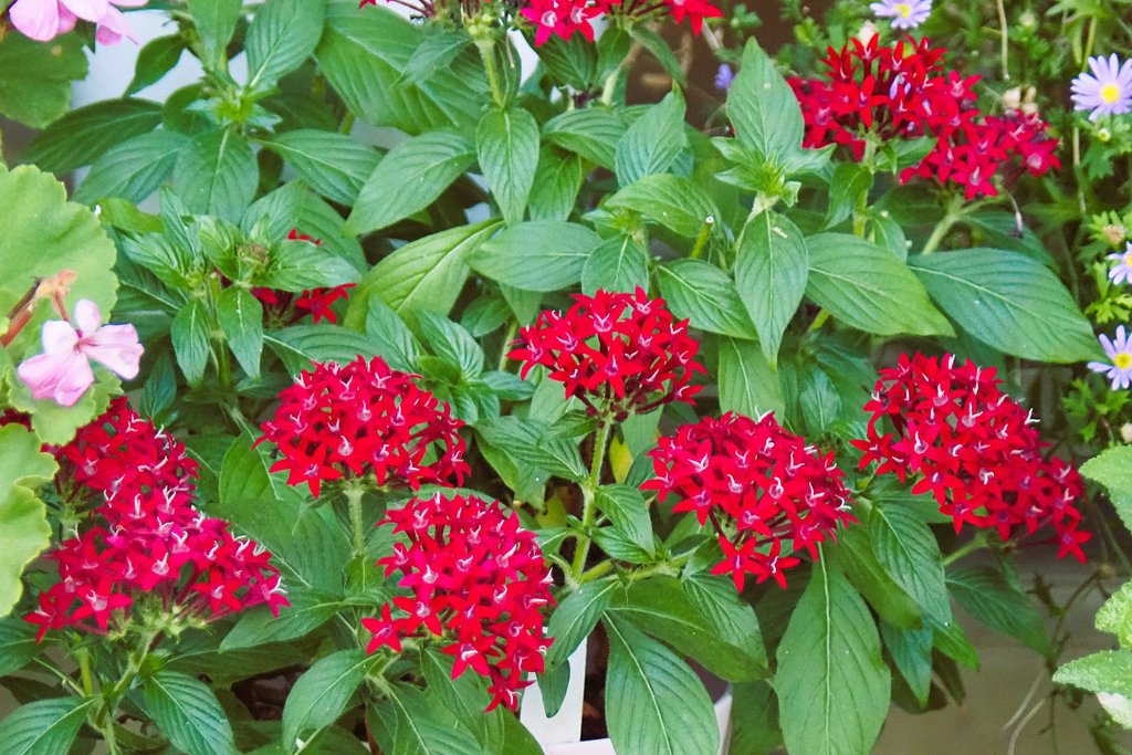 庭の鉢植えのペンタス