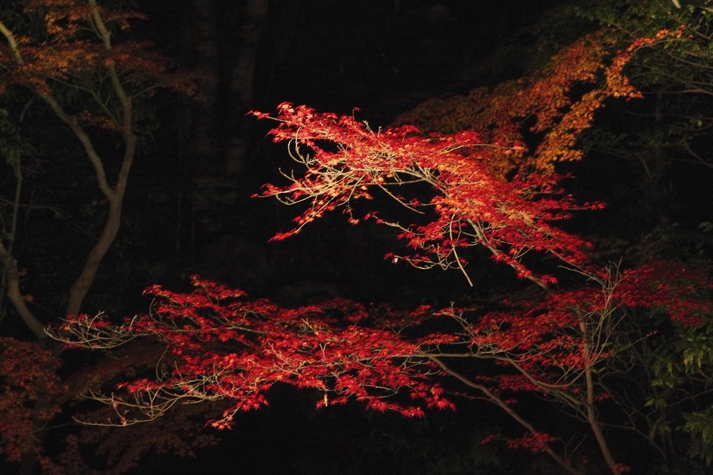 紅葉