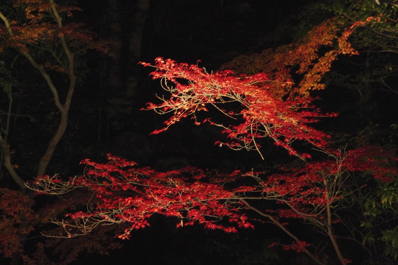 紅葉