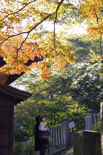 紅葉の光と空気の中で