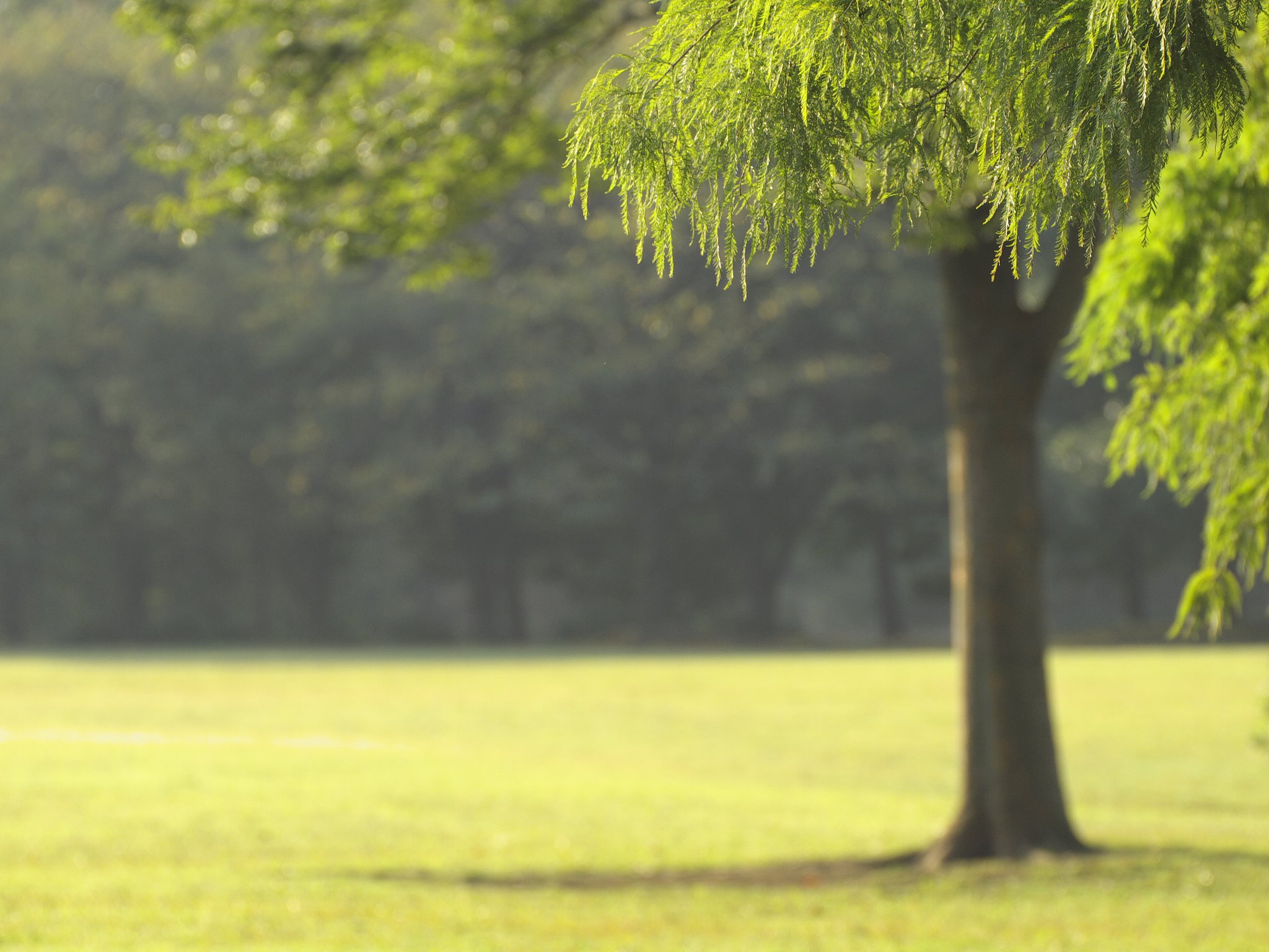 朝陽の公園