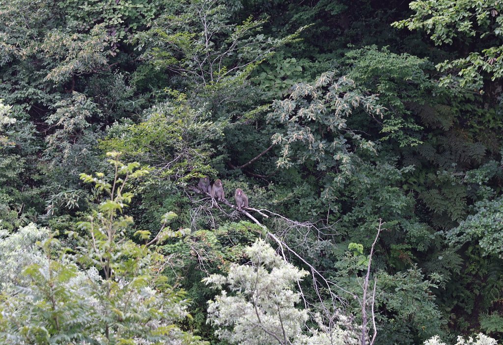 越後の山奥にて（その１０）　樹上のサル