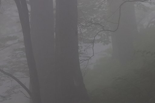 【シルエット】順光なのに霧のせいで・・・